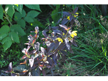 ��������� ���������