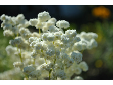 �������� ��������