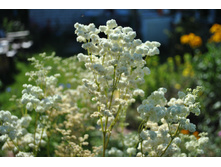 �������� ��������