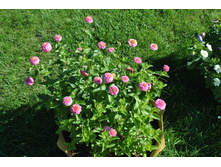 ����� �������