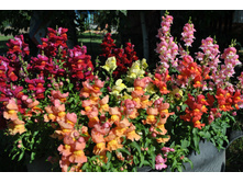 ������� ���