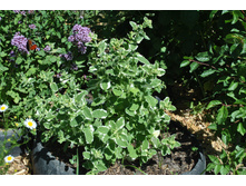 ���� �������� ���������