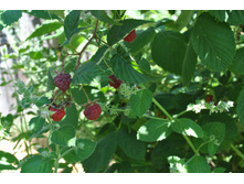 ������� �� ���, ������ �������