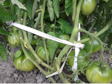 �������. ���� �����������������.