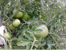 �������. ���� �����������������.