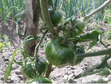 �������. ���� �����������������.