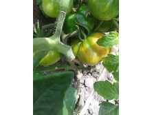 �������. ���� �����������������.