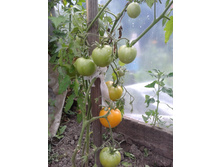 �������. ���� �����������������.