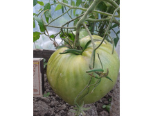 �������. ���� �����������������.