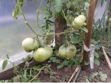 �������. ���� �����������������.