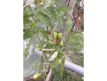 �������. ���� �����������������.