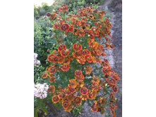 ��������_���� �������.jpg