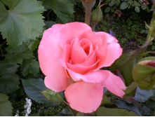 ����-0045.jpg