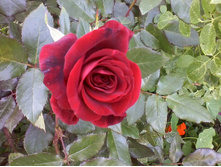 ����-0057.jpg