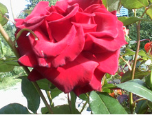 ����-0065.jpg