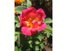 Weg Der Sinne IMG_1238.JPG