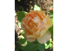 Sonnenwelt IMG_1239.JPG