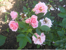 Pink Symphonie IMG_1234.JPG