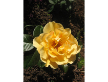 Goldelse IMG_1236.JPG