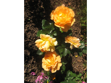 Amber Queen IMG_1237.JPG