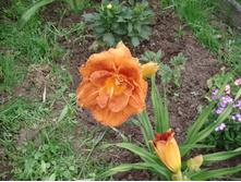 Mary Brown.JPG