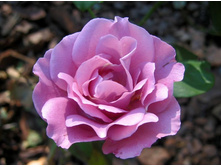 Fragrant Plum-12,50.jpg