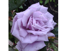 ����-0959 (2).jpg