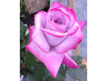 ����-0961 (2).jpg