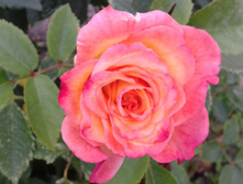 ����-0827 (2).jpg