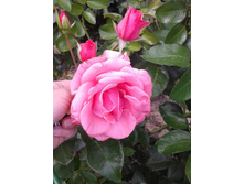 ����-0086 (2).jpg