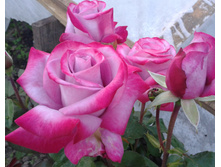 ����-0831 (2).jpg