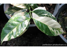 Coffea arabica variegata