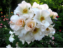 Sally Holmes-12,50.jpg