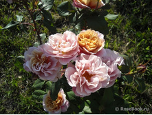 Distant Drums-12,50.jpg