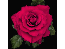 In The Mood-12,50.jpg