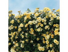 Sky’s the Limit-12,50.jpg