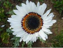 P1020789.JPG ��������