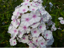 P1020793.JPG����� 50�