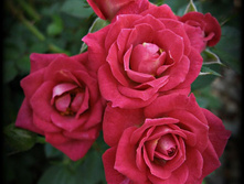 Daddy's Little Girl-12,50.jpg