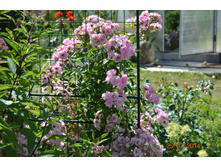 ������ ��� ����