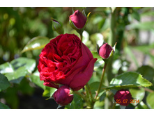 ���� �������