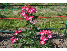 ������. ������� ����� ����