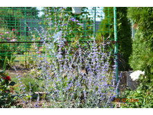 �������. ������� ����� ����.