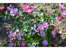 ��������. ������� ����� ����