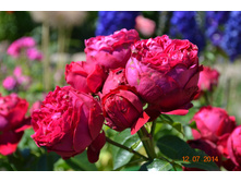 ���� �������