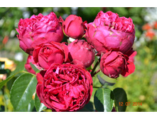 �� ���� ������ ����- ���������.