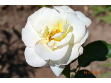 ���� �����