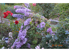 ��� ��� ����� ������� � ���������