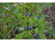 ���������� ������ ���������