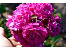 �������� ���.JPG